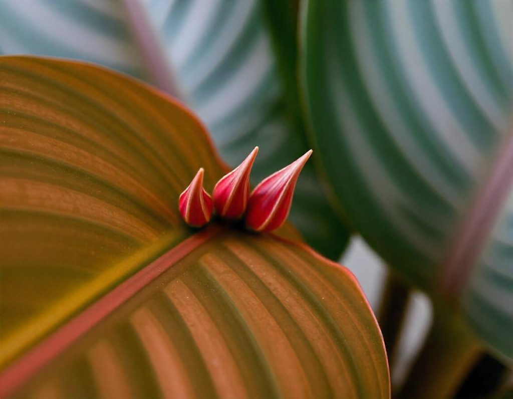 Brown leaf tips on the Monstera plant