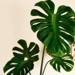 Expert Tips for Ideal Monstera Plant Care Indoors Lighting, Watering, and Beyond