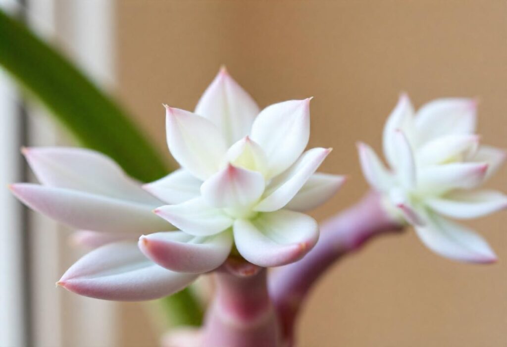 How to Make Kangaroo Paw Bloom Beautifully Indoors