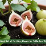 Optimal Soil and Fertilizer Choices for Fiddle Leaf Figs